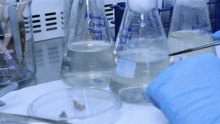 Degradación de Colorantes con Hongos Ligninolíticos - Parte 1