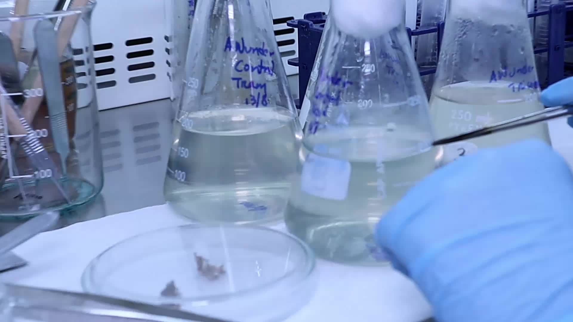 Degradación de Colorantes con Hongos Ligninolíticos - Parte 1