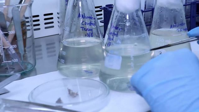 Degradación de Colorantes con Hongos Ligninolíticos - Parte 1