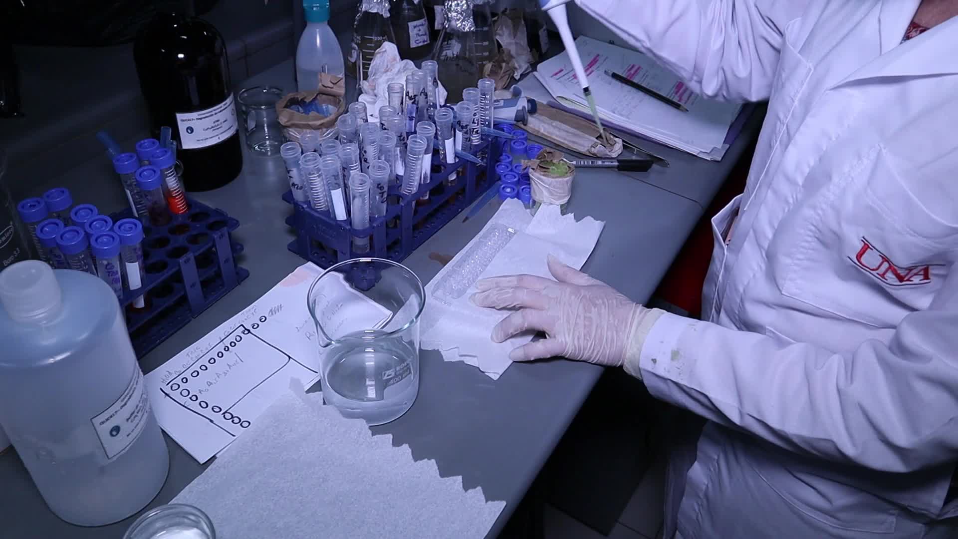 Degradación de Colorantes con Hongos Ligninolíticos - Parte 2