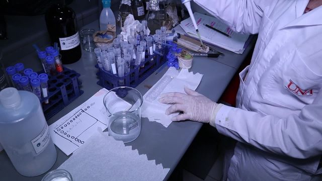 Degradación de Colorantes con Hongos Ligninolíticos - Parte 2